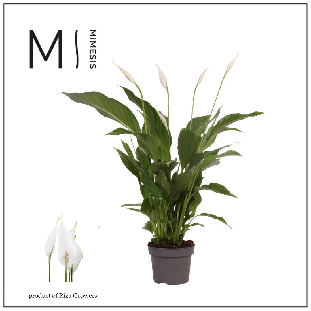 Mimesis Spathiphyllum Strauss - 13 cm, D 13 cm