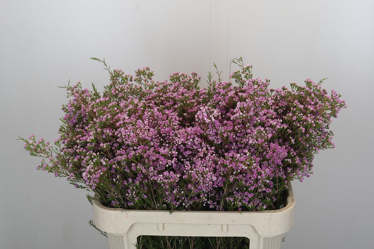 Шамелациум Пируэт 80, шт.