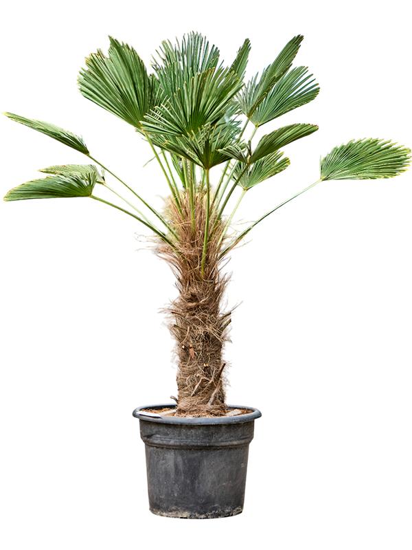 Trachycarpus wagnerianus, D 45