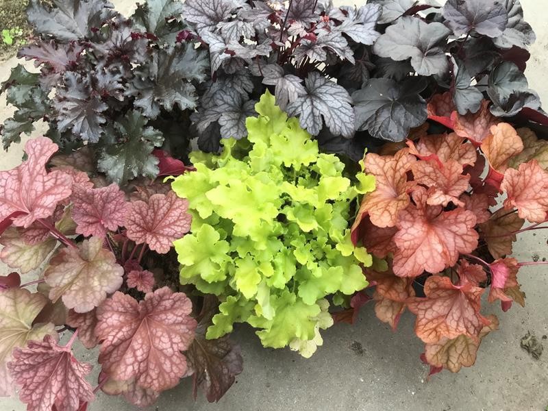 HEUCHERA-HYBRID, D 17 cm