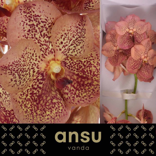 Ванда Сунанда Леопард Тенжерин x16, шт.