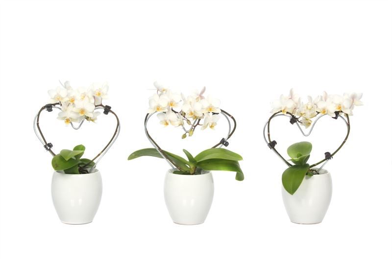 Lisa p06 bolpot white Phal Tiny Dolls heart white 2T12+ Aqu@, D 6