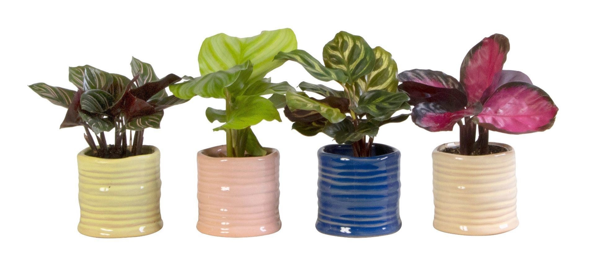 L 65999 with Calathea Mix 6 cm, D 6