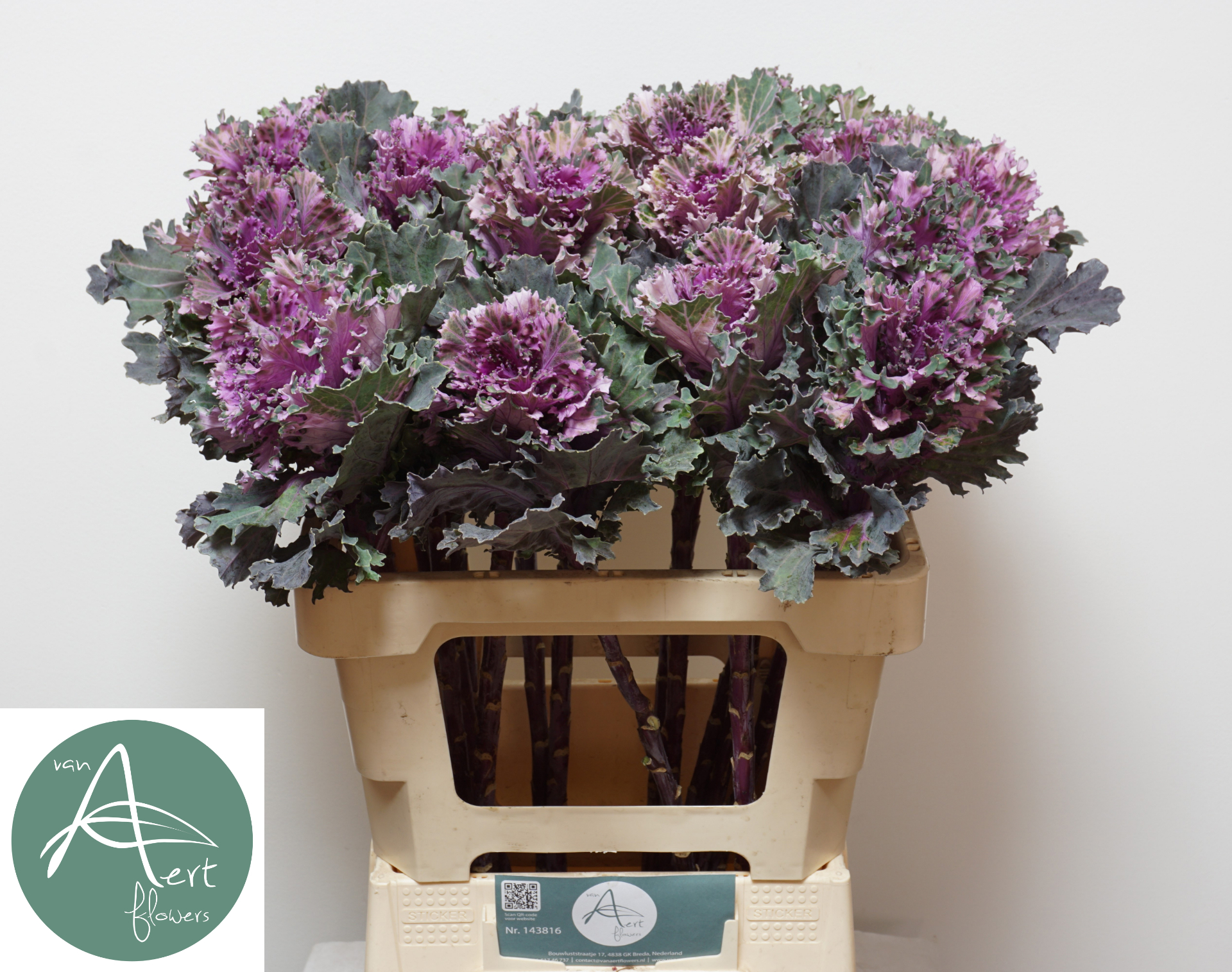 Брассика Эмпае Текла 60, шт.