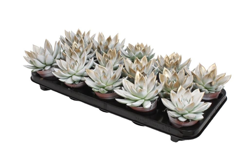 Miranda bicoloured white/gold, D 8,5