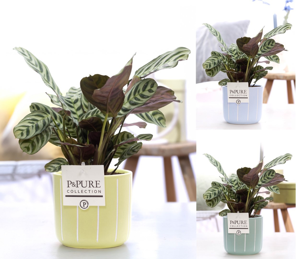 Ctenanthe Burle Marxii in P&PURE Fleur ceramics ass. 3, D 12