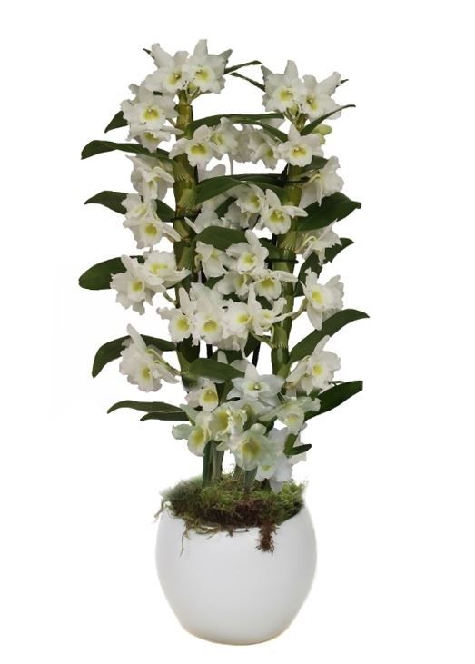 Lisa p12 bolpot white Dendr Nobile Apollon 2T16+tros regular, D 12 cm