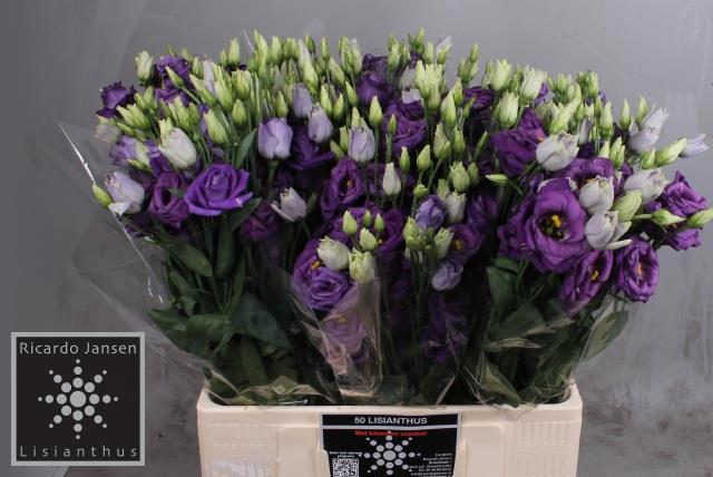 Эустома Розита Блю 65 (син.), шт.