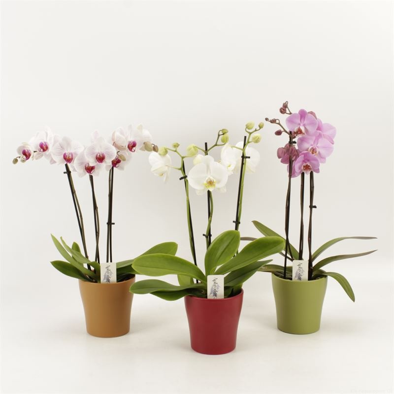 Phalaenopsis gemengd 3 tak gemengd shorty in herfst keramiek, D 12 cm