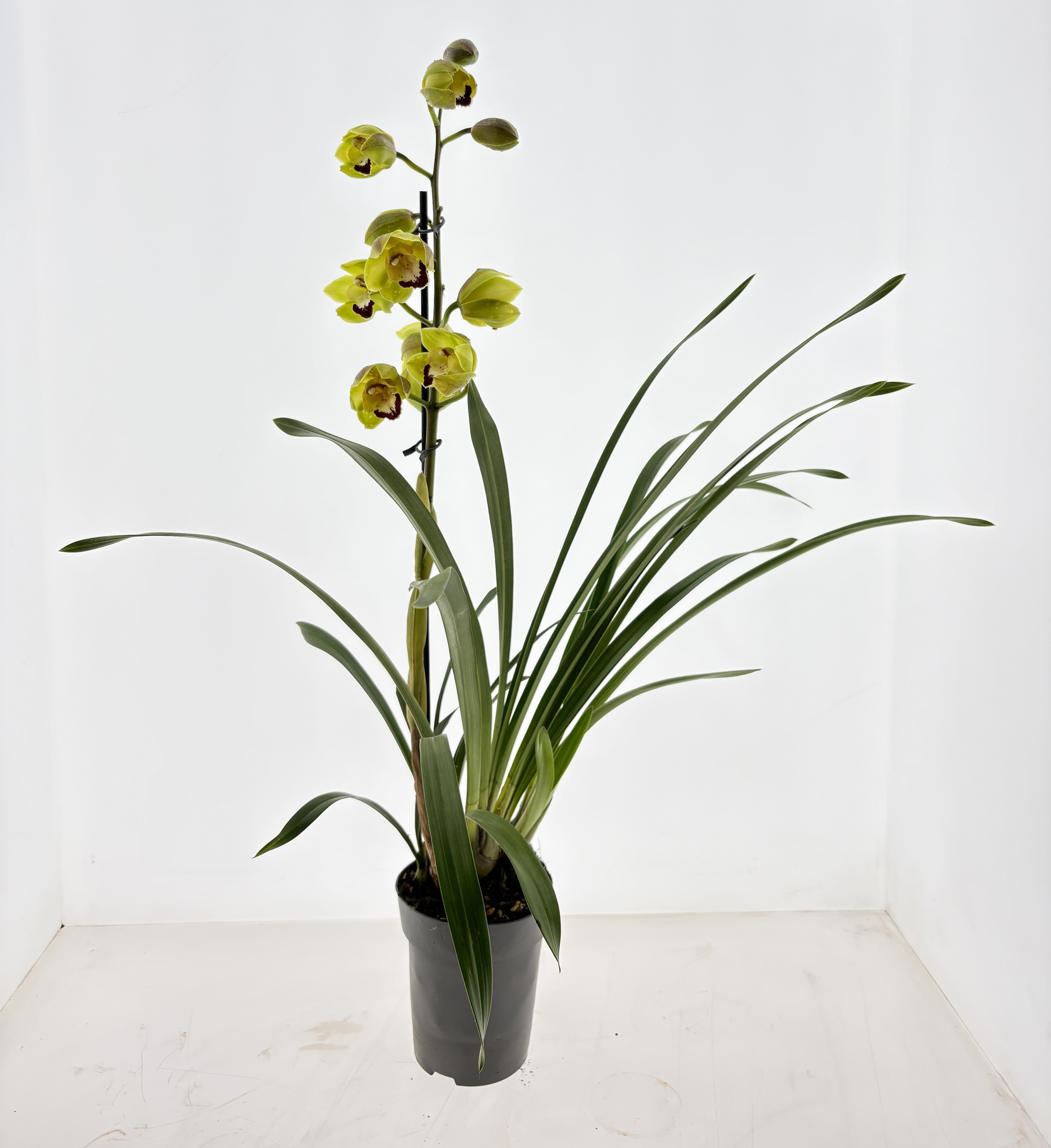 Cymbidium 1-tak Jade, D 15