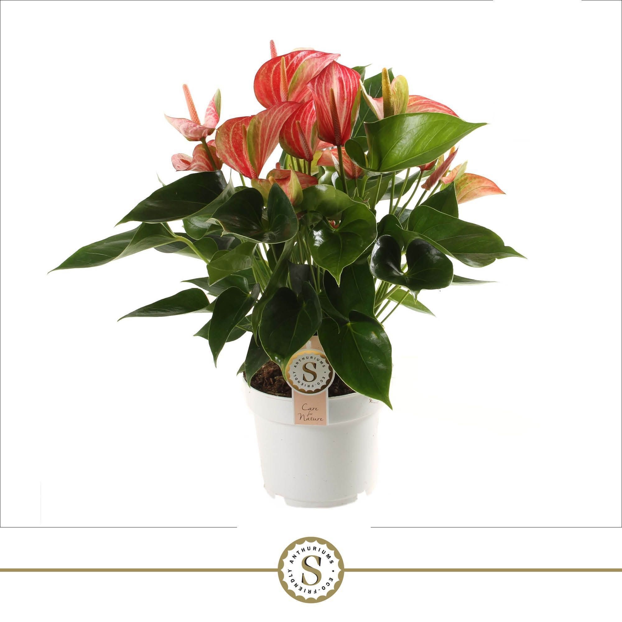 Livium Red 17cm, D 17