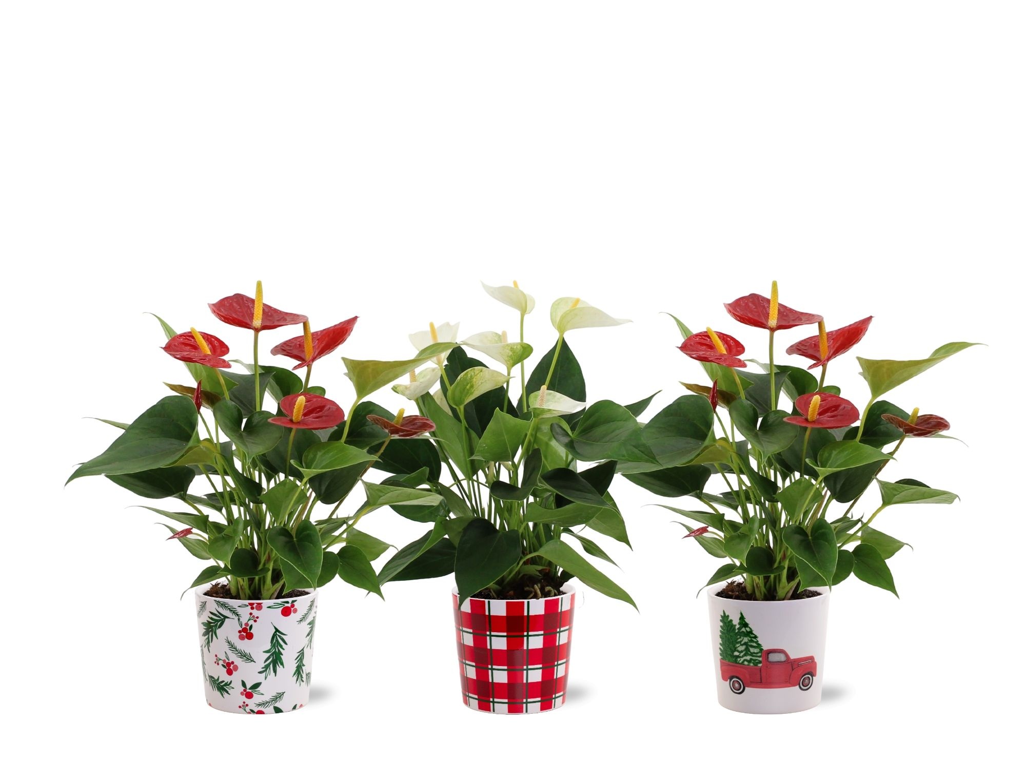 Anthurium Red & White in Noel ceramics, D 12 cm