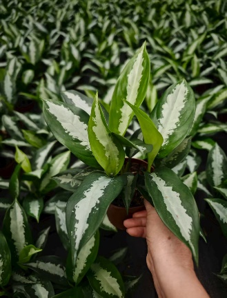 кактус Сингл Сплике Голден Фингер 圆瓷盆 20