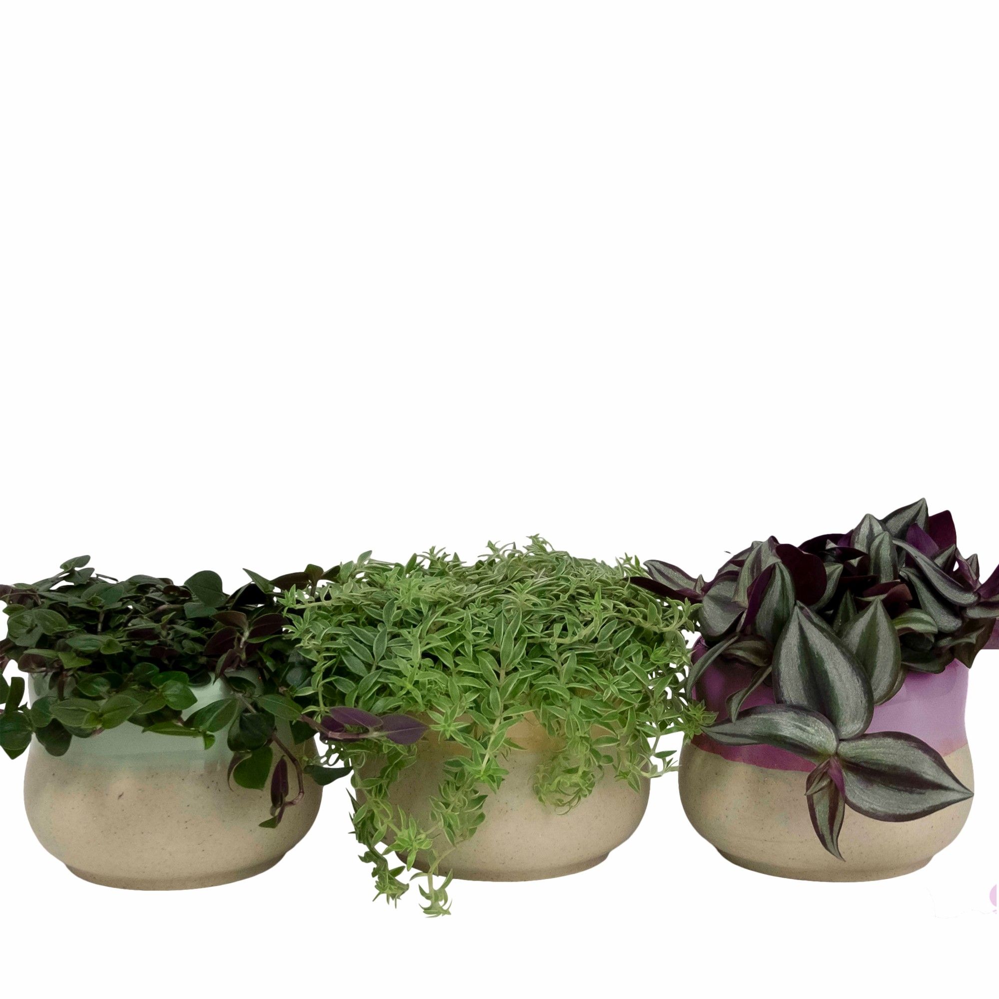 Soothing Curve with Compact Foliage, D 11