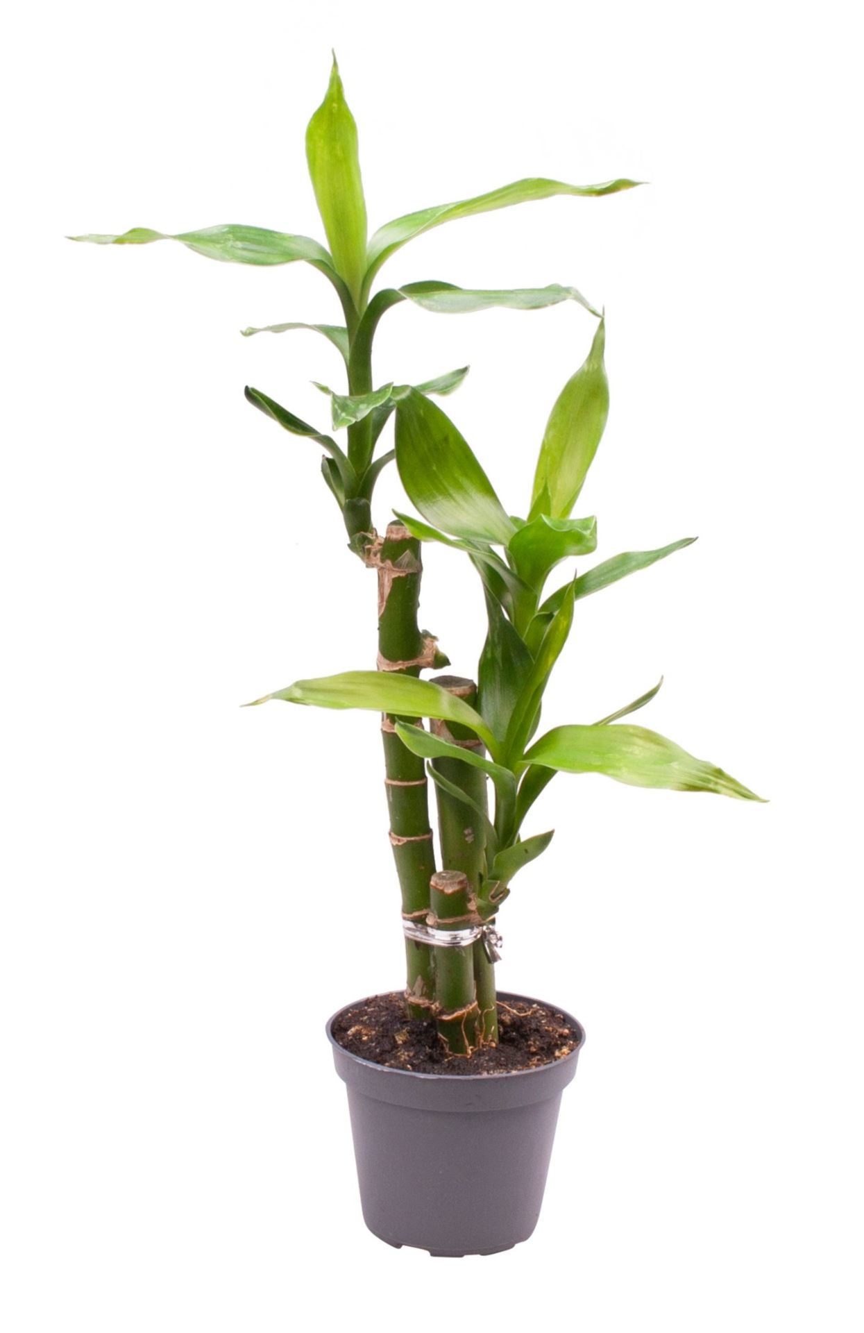 Dracaena sand. Lucky Bamboo, D 6