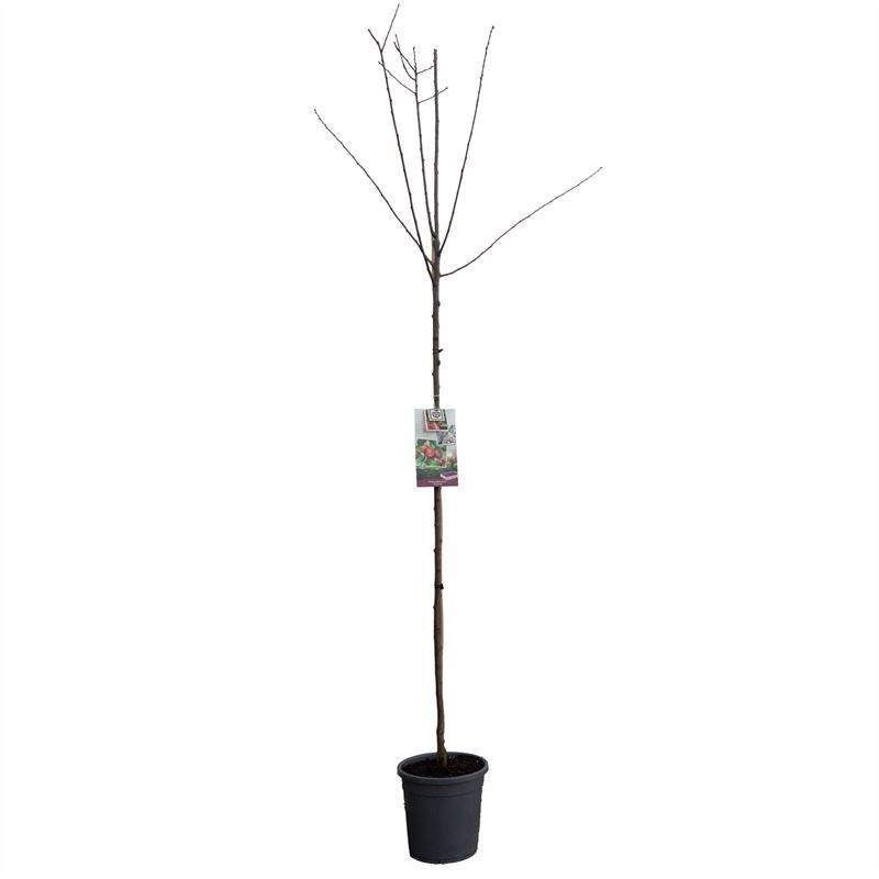 Prunus dom. Victoria hoogstam VERS GEPOT, Oranje-rode pruim, D 31