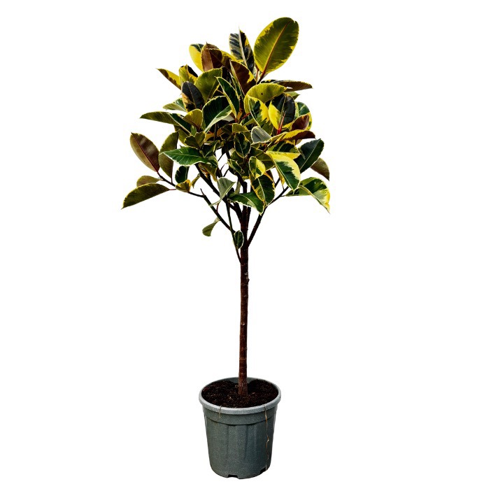 Ficus Elastica 'Tineke' boom - 160cm, D 30