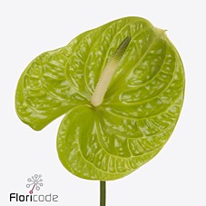 Антуриум Грэнд Слэм x10, шт.