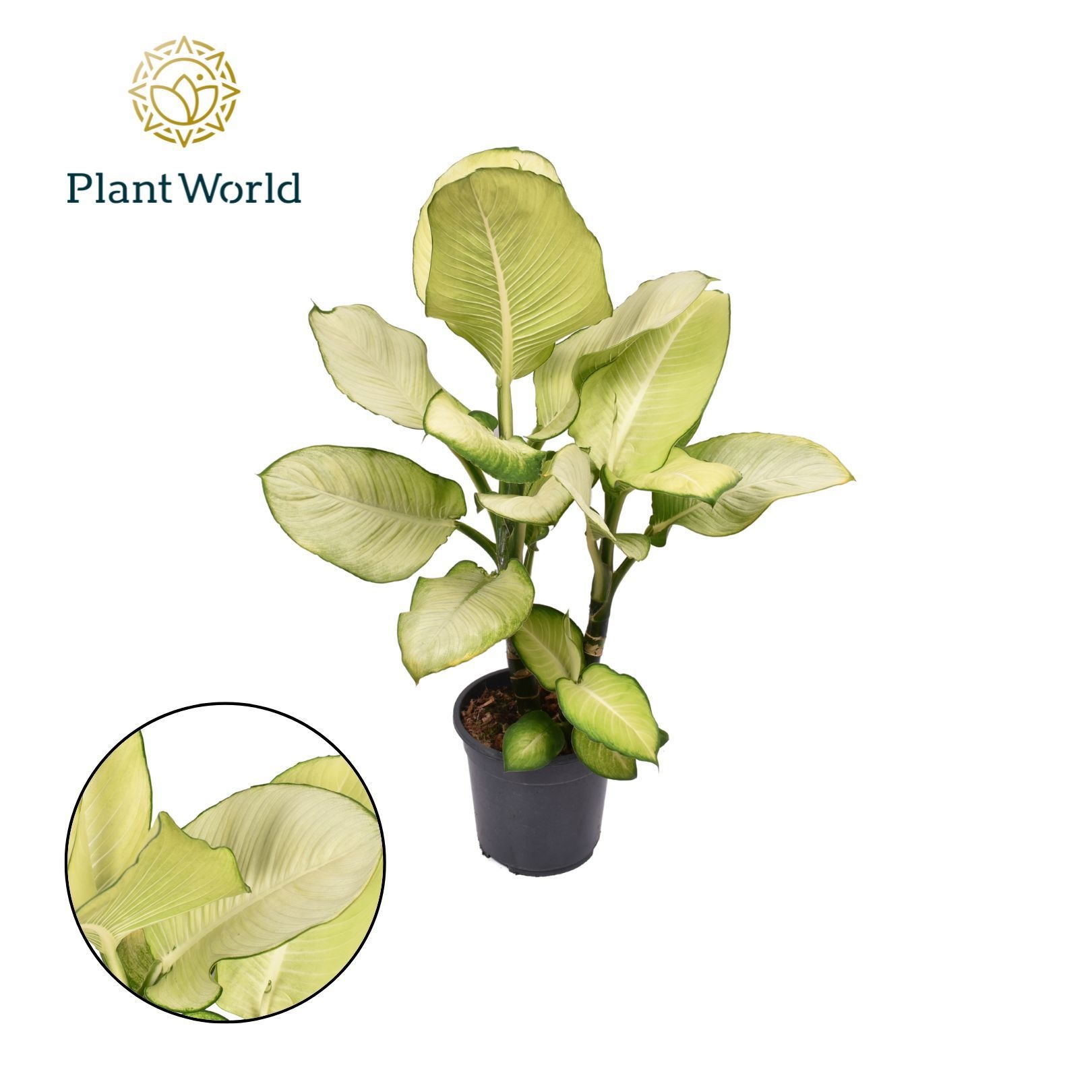 Dieffenbachia Tropic Marianne, D 21