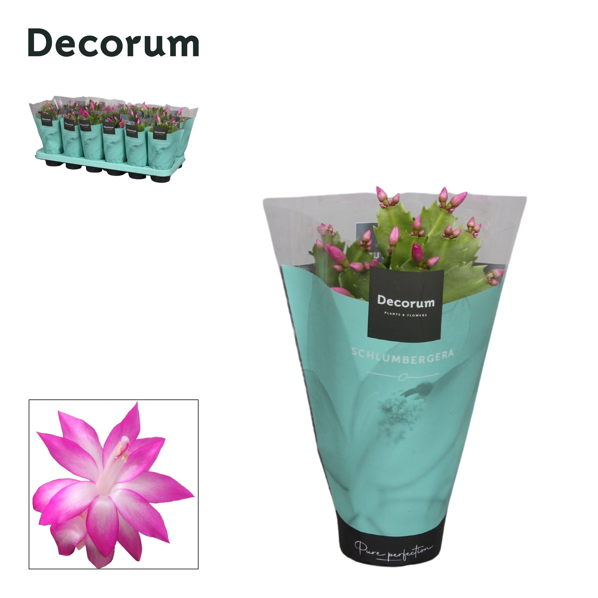 Schlumbergera - 9 cm - Pink (Cyber) met hoes - Decorum, D 9