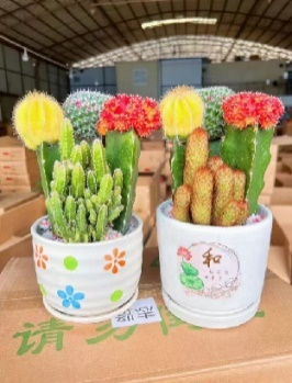 кактус Премиум Керамик盆биг Фаур 圆瓷盆 28