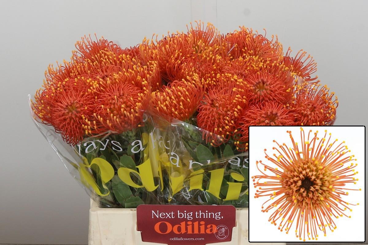 Нутанс Голд Даст 40, шт.