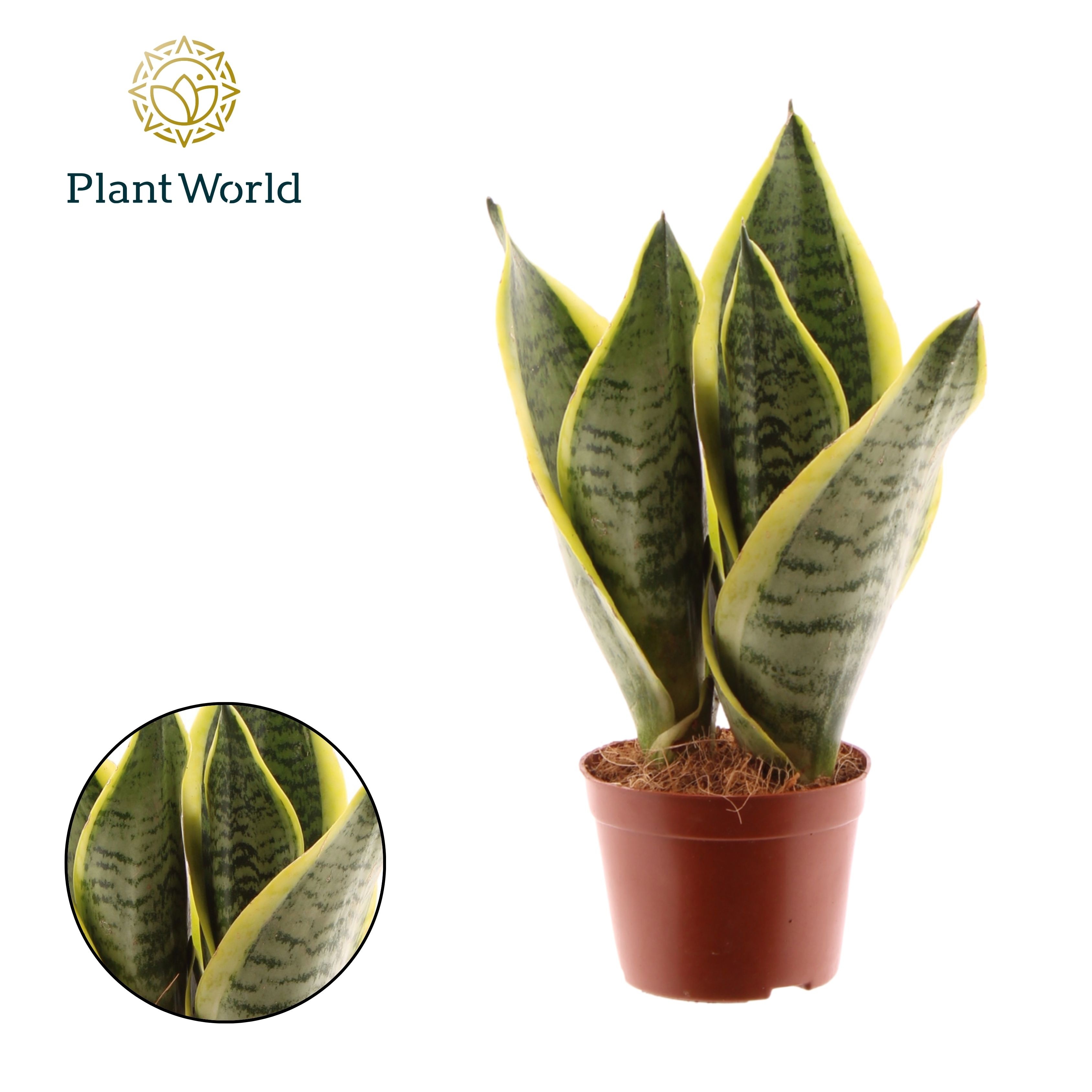 Sansevieria Futura Superba 3 PP, D 9