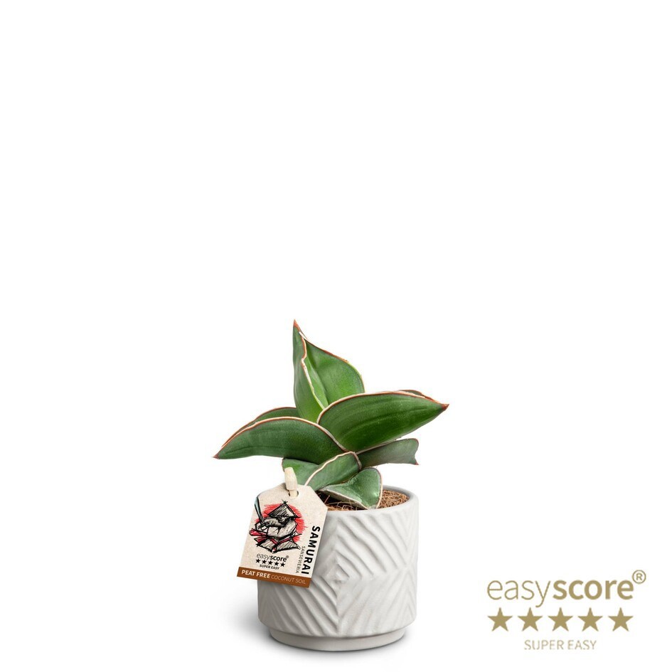 SANSEVIERIA EHRENBERGII 40635025 Dune 'SAMURAI DWARF', D 7 cm SANSEVIERIA EHRENBERGII 40635025 Dune 'SAMURAI DWARF', D 7 cm