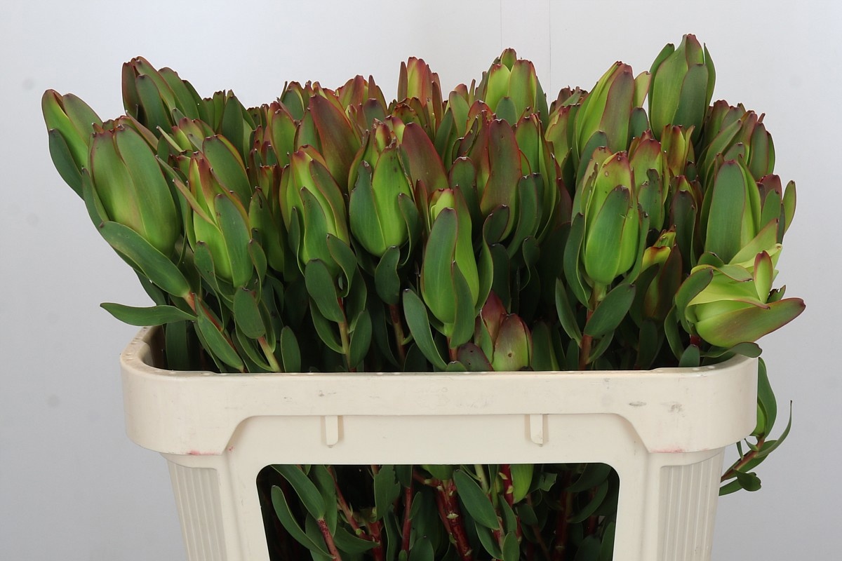 Леукадендрон Лаурел Еллоу 70, шт.