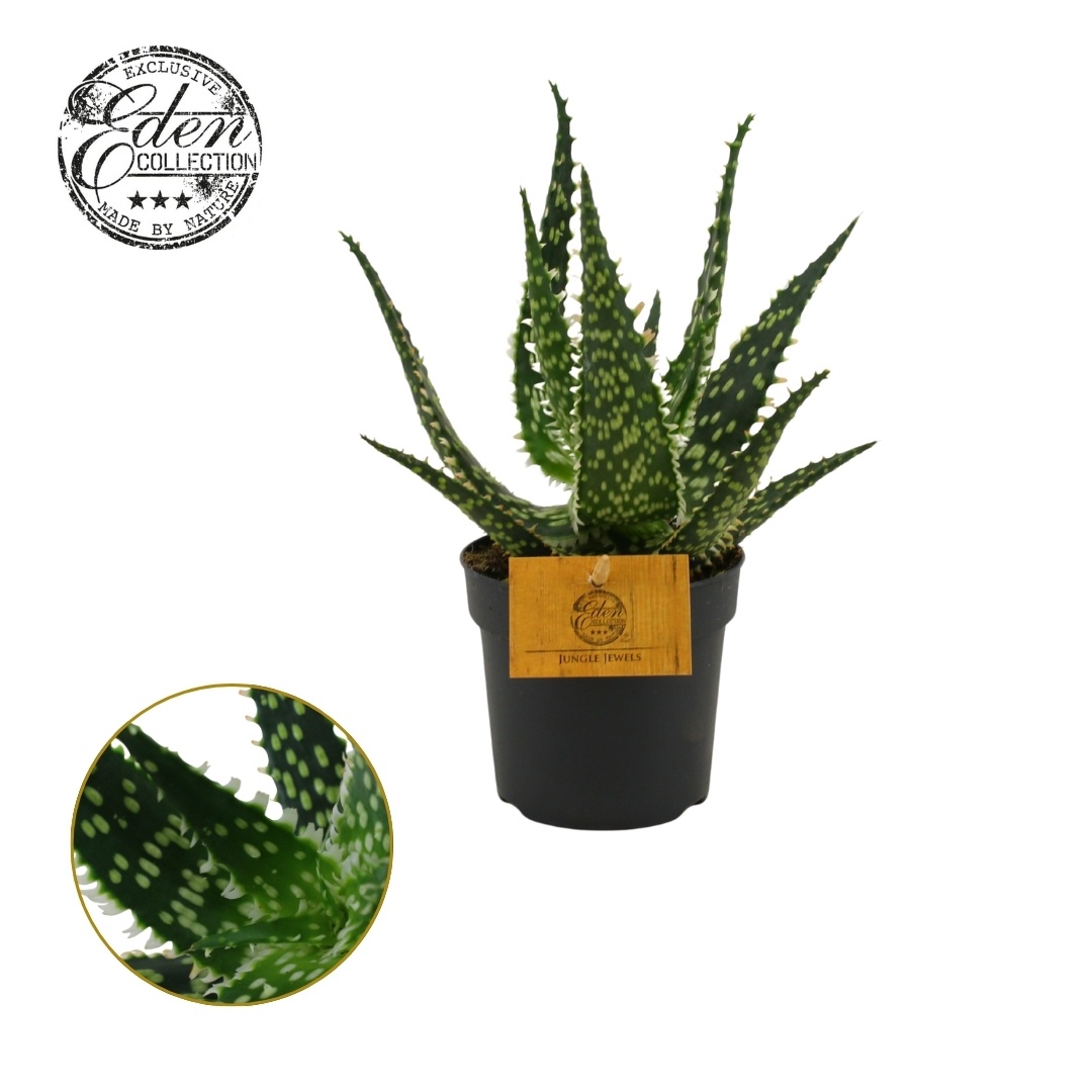 Aloe Aculeata 10,5cm, D 10,5 cm
