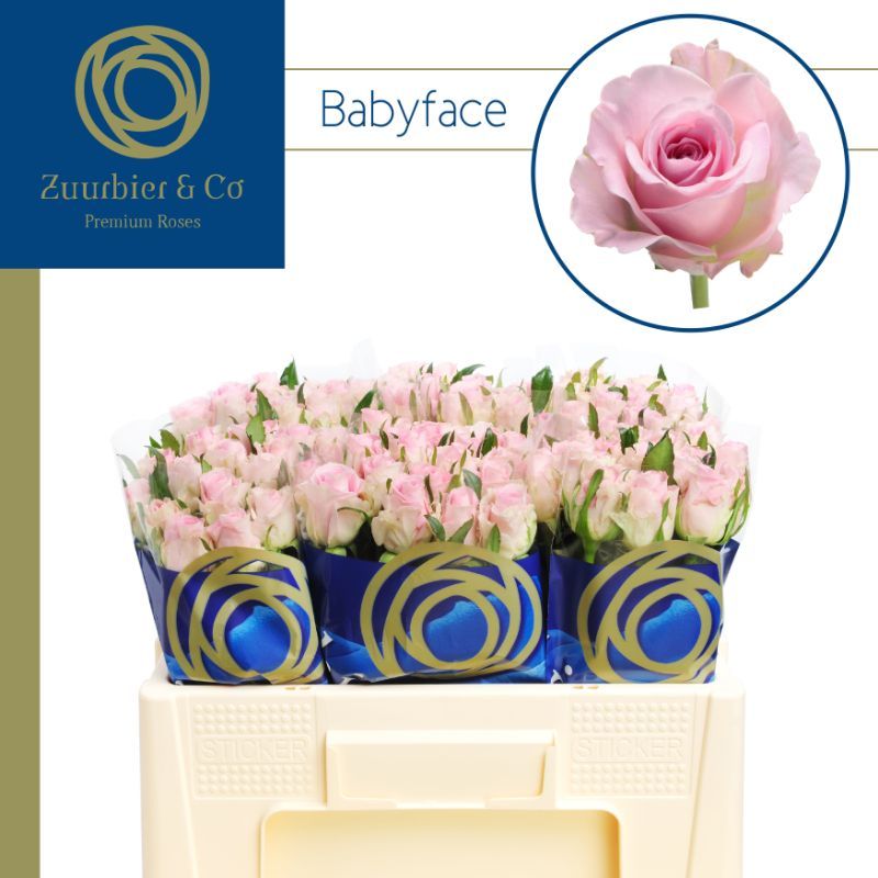 Роза од. Бейбифейс 50, шт.