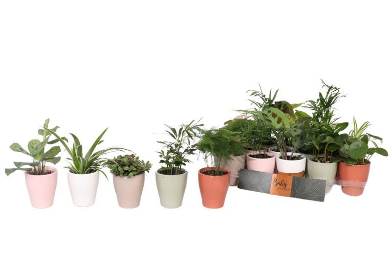 Anna p06 mix Baby Green mix, D 6