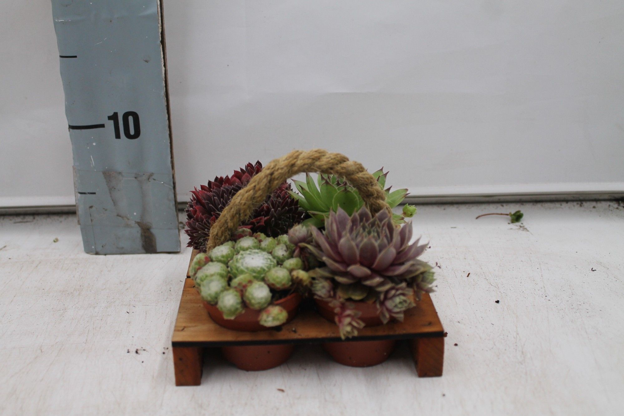 Sempervivum pallet middel, D 6