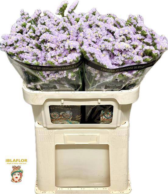 Статица Сандэй Пинк 70, шт.