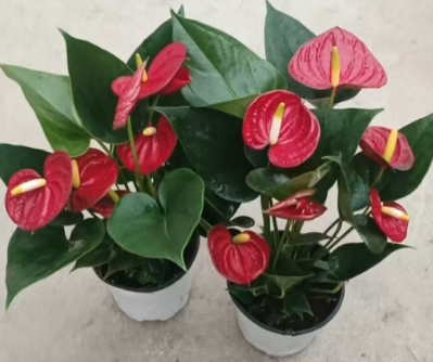 Антуриум 120 Ред Суккесс 12 30