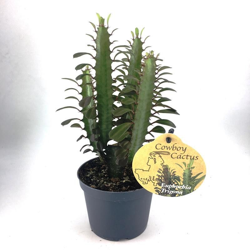 EUPHORBIA TRIGONA, D 12 cm EUPHORBIA TRIGONA, D 12 cm