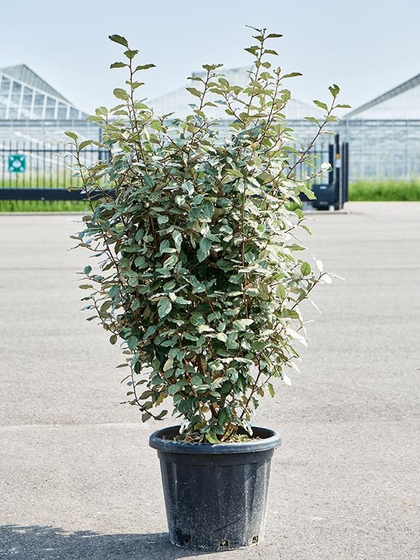 Elaeagnus ebbingei 'Compacta' (140-160), D 39 cm Elaeagnus ebbingei 'Compacta' (140-160), D 39 cm