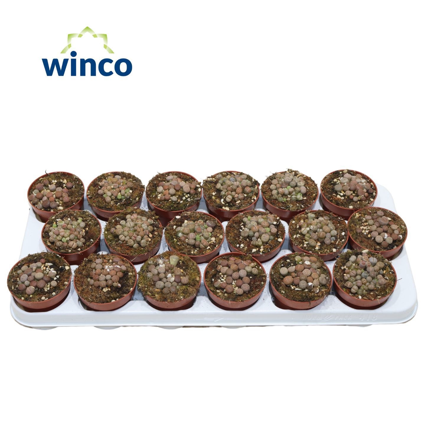 Lithops Grey (group), D 8,5