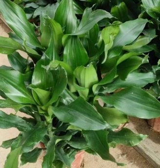 Драцена Грин лиф тридед айрон 32 100