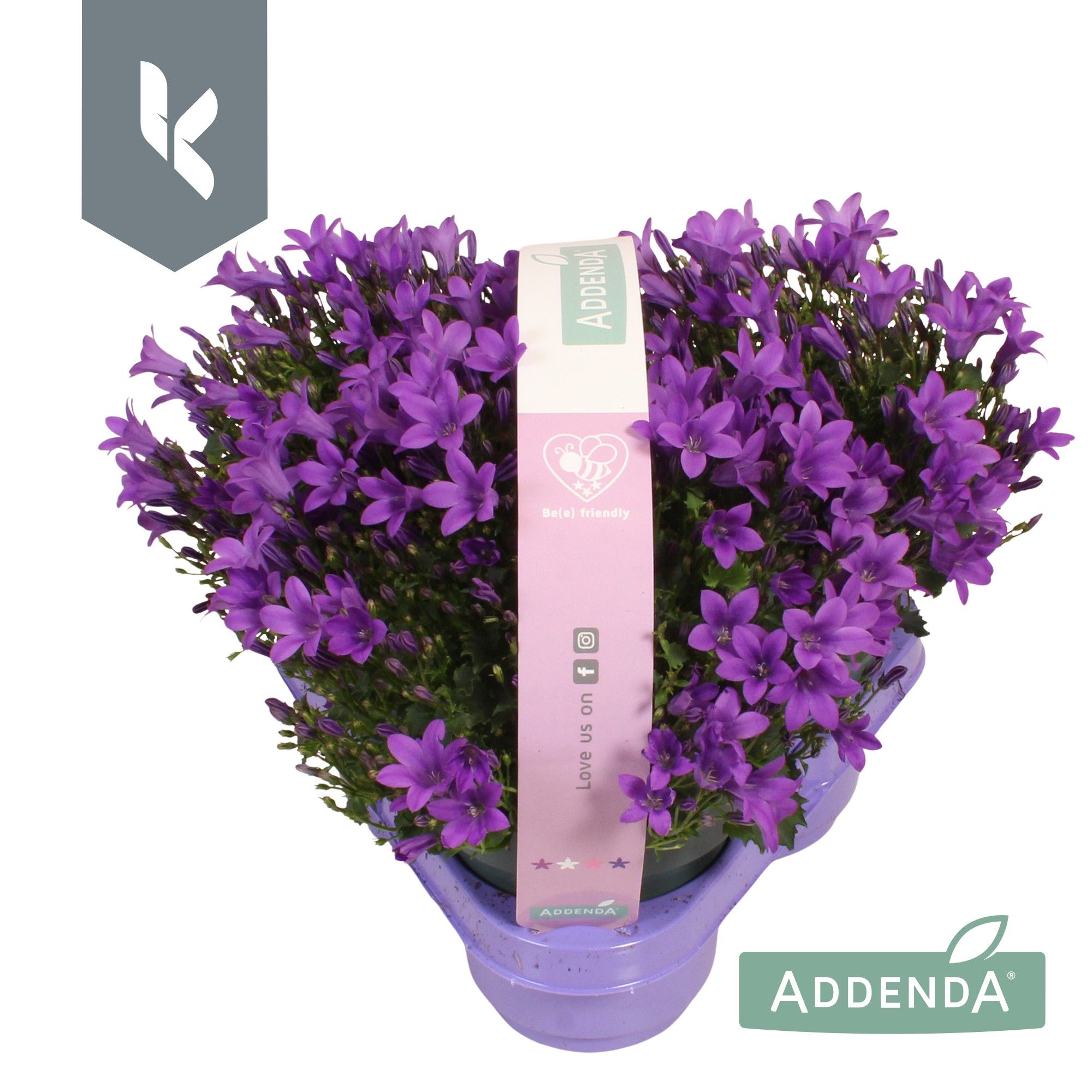 Campanula Ambella Intens Purple in 3-pack, D 10,5
