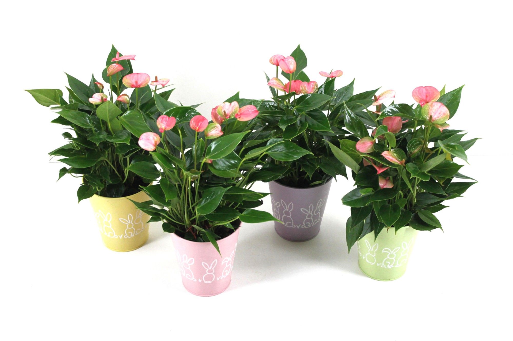 Anthurium Flamingo Pink 12cm in zinken paaspotje, D 12