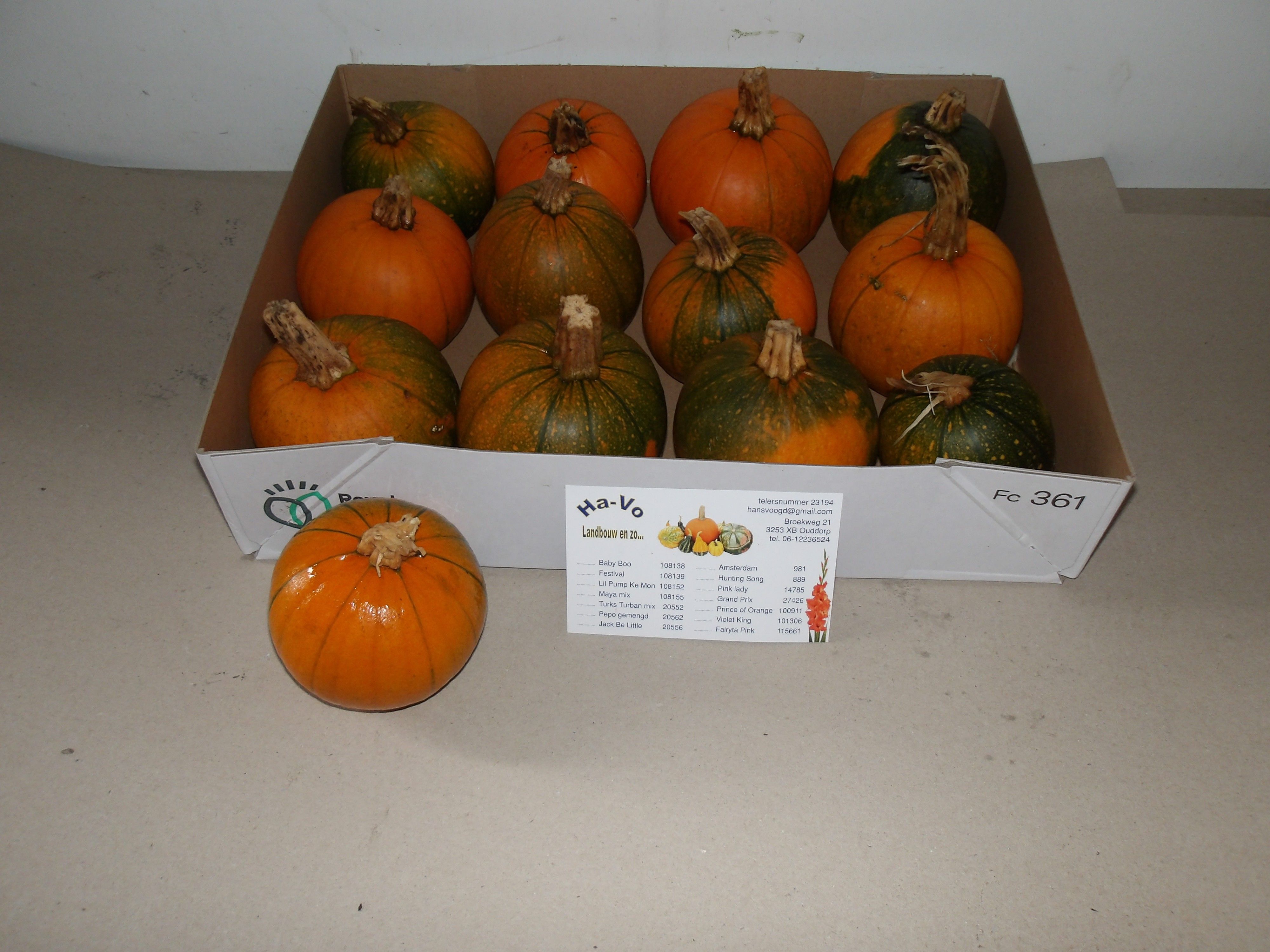 Кукурбита Максима Хэллоуин x12, шт. Кукурбита Максима Хэллоуин x12, шт.