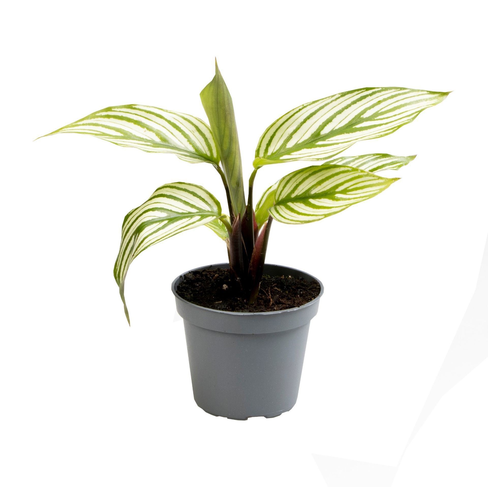 Calathea Vittata, D 6