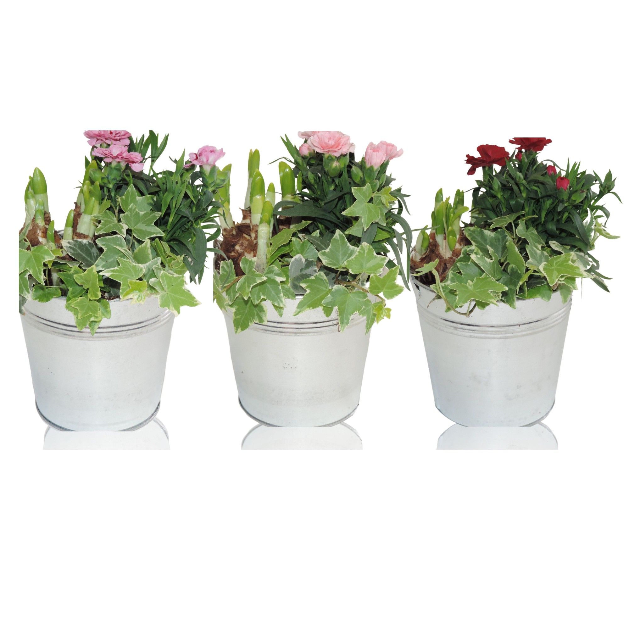 Arrangement Narcis in Zinken Emmer 12 cm, D 12