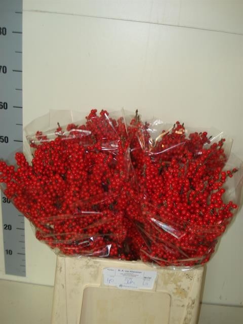 Илекс Красные ягоды 60, шт.