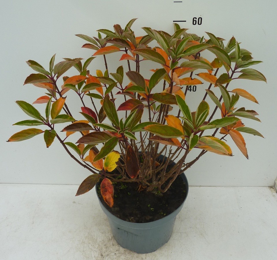 Hydrangea paniculata Whitelight ®, D 27