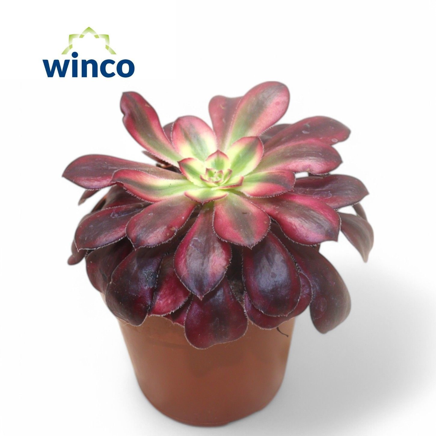 Aeonium Medusa, D 8,5