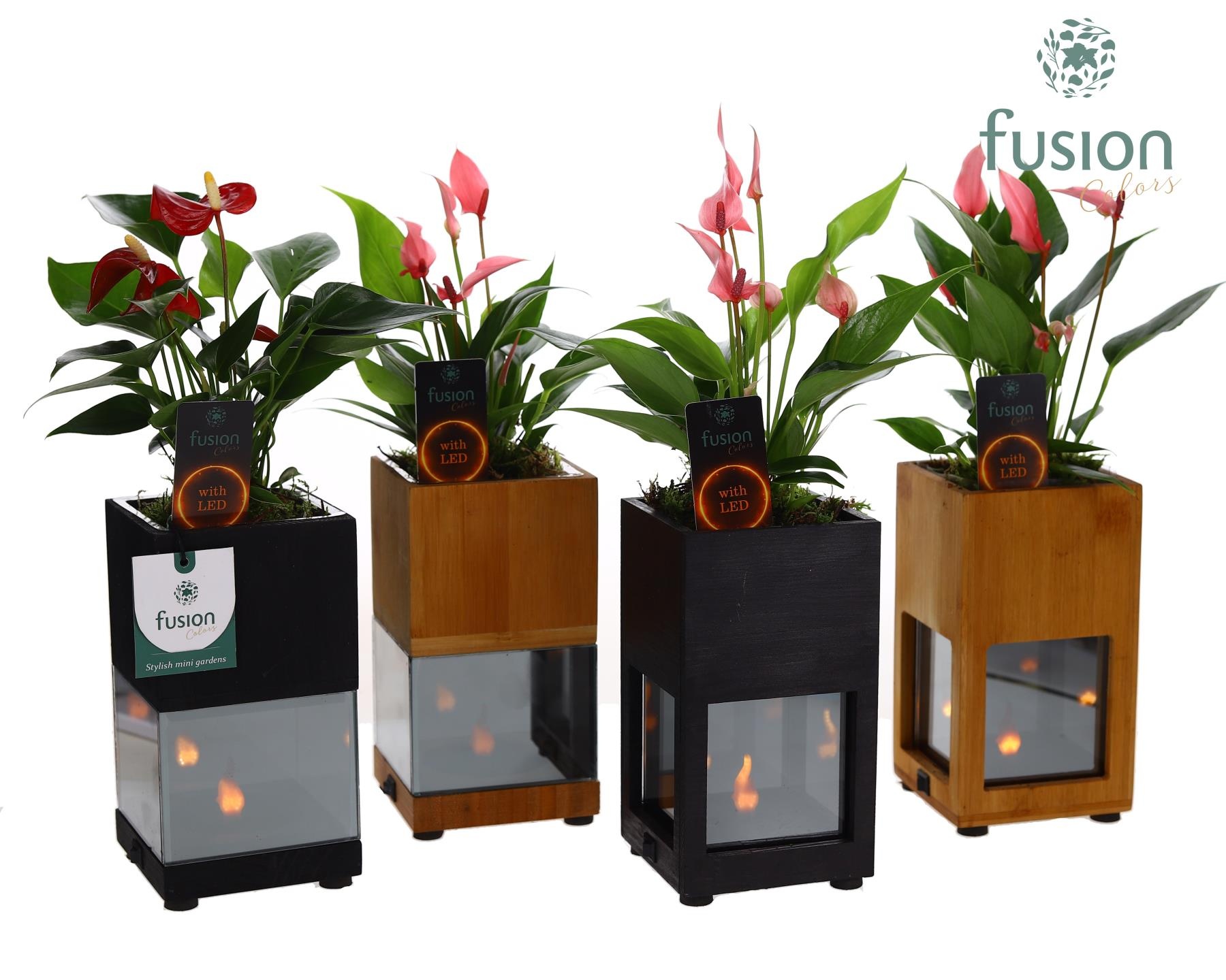 Houten LED planter met vlam met Anthurium, D 10 cm