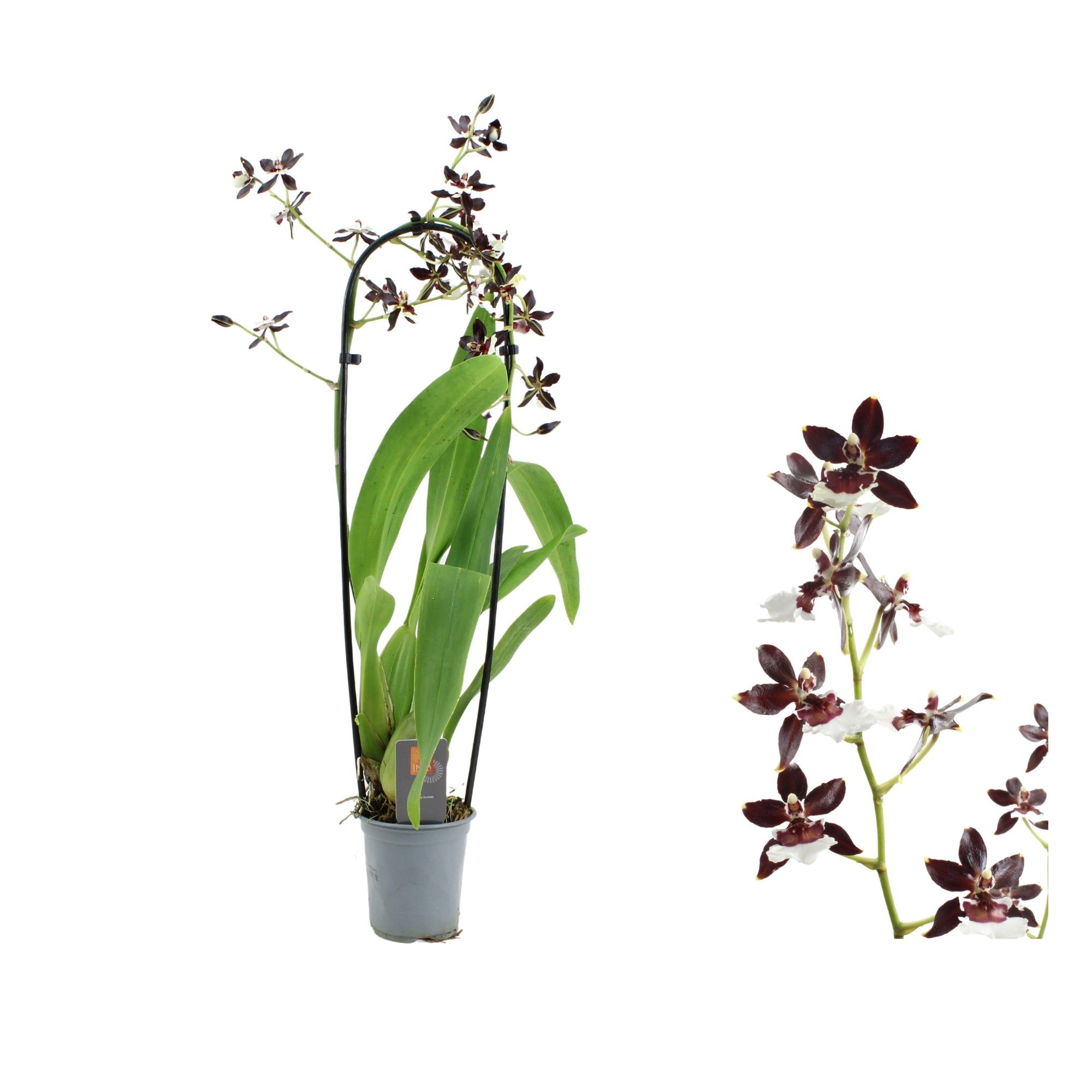 Inca Cambria Black Pearl cascade XL 9cm, D 9