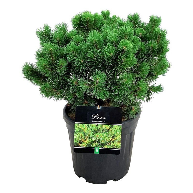 Pinus mugo 'Mumpitz', D 32